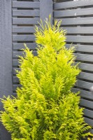 Cypressus leylandii in corner by fence