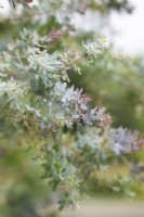 Acacia baileyana Songlines - Cootamundra wattle foliage