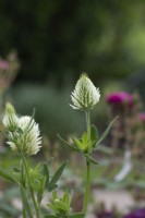 Trifolium ochroleucon - Sulphur clover