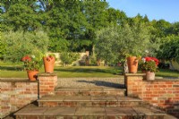 Steps up into a sheltered area featuring mature olive trees (Olea europaea). Also including terracotta pots of pelargoniums and vines and clematis on the walls.