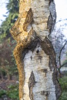Bark of Betula pendula - silver birch - February