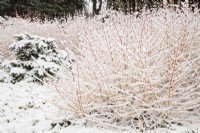 Snow on Cornus sanguinea 'Midwinter Fire' with Abies procera 'Glauca Prostrata' in the Winter Garden at The Bressingham Gardens, Norfolk - February
