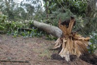 Fallen tree - Tsuga canadensis - in Adrian's Wood blown over by storm Eunice in February 2022, The Bressingham Gardens, Norfolk
