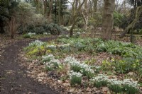 Galanthus nivalis 'S Arnott' with Helleborus 'Harvington Hybrids' in Rosemary's Wood - February

Foggy Bottom, The Bressingham Gardens, Norfolk, designed by Adrian Bloom