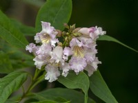 Chitalpa tashkentensis in flower August