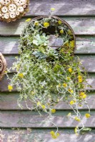 Hanging bee hotels with trailing plant sieve display