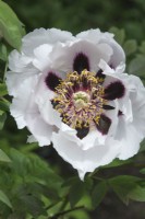 Paeonia suffruticosa 'Rock's Variety' - May.