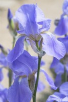 Iris pallida subsp. pallida - May.