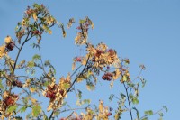 Sorbus - Rowan tree damaged by the hot weather
