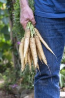 Daucus carota - Gardener holding harvested white satin carrots