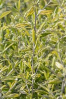 Corokia x virgata 'Limey' foliage in Summer - August