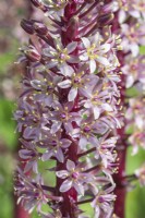 Eucomis comosa 'Sparkling Burgundy' flowering in Summer - July