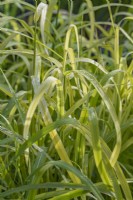 Miscanthus sinensis 'Ghana' foliage in Summer - July
