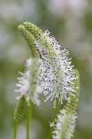 Sanguisorba 'Sussex Prairies Iroquois Alba' flowering in Summer - July