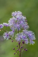 Thalictrum actaeifolium 'Perfume Star' flowering in Summer - July