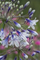 Agapanthus 'Twister' flowering in Summer - July