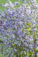 Thalictrum 'Splendide' flowering in Summer - July