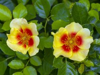 Rosa floribunda 'Chewbullseye' August