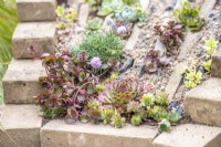 Succulents planted in sloped crevice garden