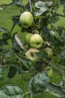 Malus domestica 'Reinette van Ekenstein' apple