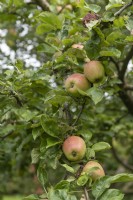 Malus domestica 'Groninger kroon' apple