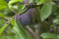 Prunus domestica 'Bleue de Belgique' Plum