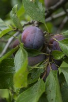 Prunus domestica â€œBleue de Belgiqueâ€ Plum
