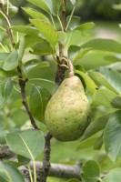 Pyrus communis 'Williams' pear