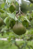 Pyrus communis 'Zoete Brederode' pear