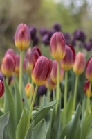 Tulipa 'Amber Glow' - May