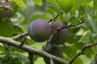 Prunus domestica 'Bleue de Belgique' Plum