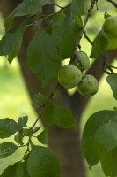 Prunus domestica 'Reine Claude d'Oullins' Plum
