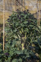 Purple sprouting broccoli protected from birds by nets