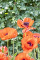 Papaver orientale - Poppies flowering in the plant support