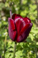 Tulip 'Jan Reus' flowering in Spring