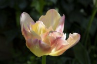 Tulip 'Creme Upstar' flowering in Spring