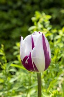 Tulip 'Rem's Favourite' flowering in Spring