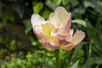 Tulip 'Creme Upstar' flowering in Spring