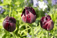 Tulip 'Black Hero' flowering in Spring