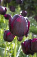 Tulip' Paul Scherer' flowering in spring 