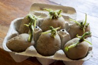 Solanum tuberosum organic 'Orla' seed potatoes chitting in cardboard egg box in late winter March 