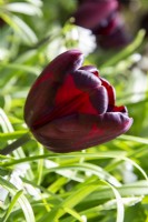 Tulip 'Continental' flowering in Spring