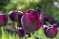 Tulip 'Paul Scherer' flowering in spring 