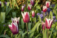 Tulip 'African King' flowering in a border in Spring