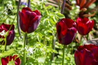 Tulip 'Jan Reus' flowering in border Spring April May