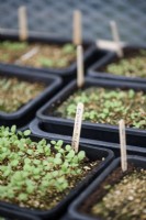 Seedlings in the greenhouse in July