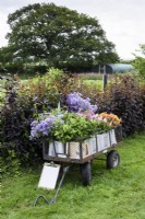 A trolley of freshly cut flowers and foliage at a flower farm in July