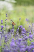 Small tortoiseshell butterfly, Aglais urticae, on lavender in July