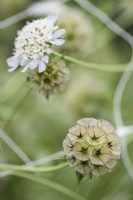 Scabiosa stellata 'Ping Pong' in July