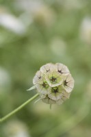 Scabiosa stellata 'Ping Pong' in July